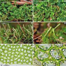 Attēlu rezultāti vaicājumam “Jungermannia leiantha”