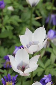 Attēlu rezultāti vaicājumam “Betula humilis female flower”