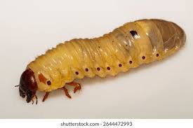 Attēlu rezultāti vaicājumam “Oryctes nasicornis larva”