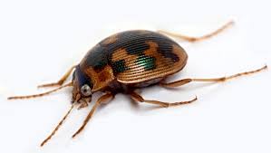 Attēlu rezultāti vaicājumam “Omophron limbatum”