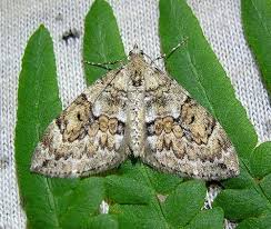 Attēlu rezultāti vaicājumam “Thera variata”