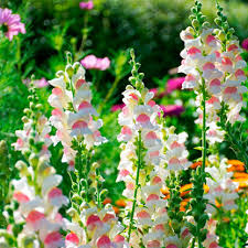Image result for Antirrhinum majus maximum