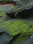 zion canyon moss (zion canyon - via Daymix