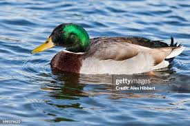 Attēlu rezultāti vaicājumam “Anas platyrhynchos male”