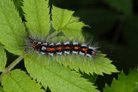 Attēlu rezultāti vaicājumam “Euproctis similis”