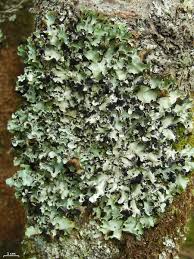 Attēlu rezultāti vaicājumam “Cetrelia olivetorum”