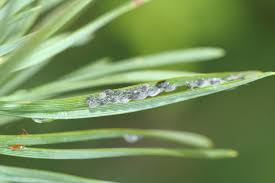 Attēlu rezultāti vaicājumam “Schizolachnus pineti”