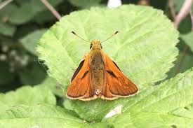 Attēlu rezultāti vaicājumam “Ochlodes sylvanus underside”