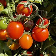 Afbeeldingsresultaat voor principe borghese tomato