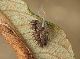 Attēlu rezultāti vaicājumam “Calvia decemguttata larva”