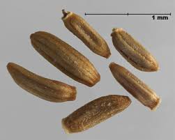 Attēlu rezultāti vaicājumam “Aphis jacobaeae”