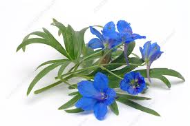 Image result for Consolida regalis