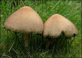 Attēlu rezultāti vaicājumam “Psathyrella lacrymabunda”