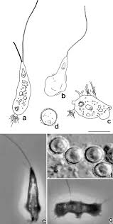 Attēlu rezultāti vaicājumam “Symphytocarpus impexus sessile”