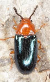 Attēlu rezultāti vaicājumam “Erotylidae”