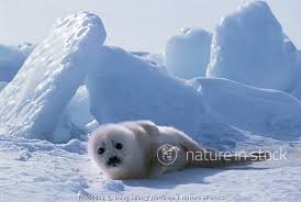 Image result for Pagophilus groenlandicus