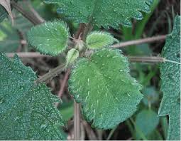 Attēlu rezultāti vaicājumam “Urticaceae”