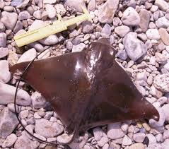 Image result for Aetomylaeus bovinus