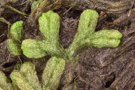 Attēlu rezultāti vaicājumam “Riccia rhenana”