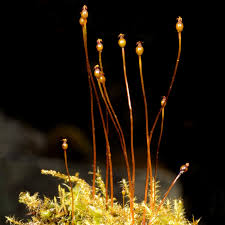 Attēlu rezultāti vaicājumam “Splachnum ampullaceum sporophyte”