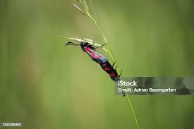 Attēlu rezultāti vaicājumam “Zygaena sp.”