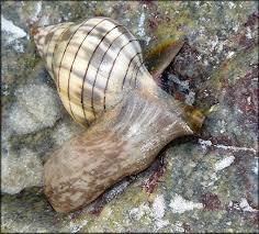 Image result for Cinctura hunteria