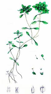 Attēlu rezultāti vaicājumam “Callitriche cophocarpa leaf”