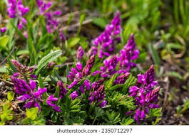Attēlu rezultāti vaicājumam “Polygala vulgaris leaf”