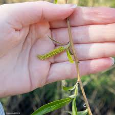 Attēlu rezultāti vaicājumam “Salix triandra male flower”