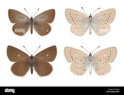 Attēlu rezultāti vaicājumam “Cupido minimus underside”