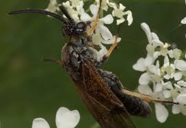 Attēlu rezultāti vaicājumam “Arge ustulata”