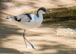 Attēlu rezultāti vaicājumam “Recurvirostra avosetta”