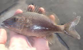 Image result for Haemulon plumierii