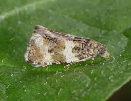 Attēlu rezultāti vaicājumam “Orthotaenia undulana”