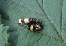 Attēlu rezultāti vaicājumam “Acronicta alni”