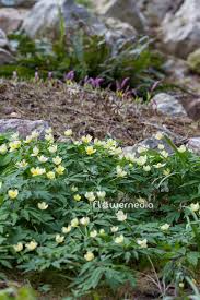 Attēlu rezultāti vaicājumam “Anemone x lipsiensis”