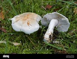 Attēlu rezultāti vaicājumam “Tricholoma sp.”