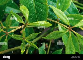 Attēlu rezultāti vaicājumam “Eleutherococcus sessiliflorus”