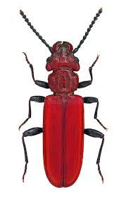 Attēlu rezultāti vaicājumam “Cucujidae”