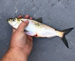 Image result for Alosa mediocris