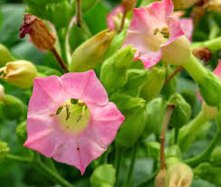 Attēlu rezultāti vaicājumam “Nicotiana tabacum flower”