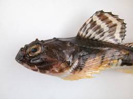 Image result for Myoxocephalus octodecemspinosus