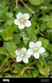 Attēlu rezultāti vaicājumam “Parnassia palustris leaf”