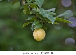 Attēlu rezultāti vaicājumam “Prunus domestica subsp. domestica leaf”