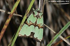 Attēlu rezultāti vaicājumam “Staurophora celsia”