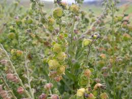 Attēlu rezultāti vaicājumam “Cynoglossum officinale fruit”