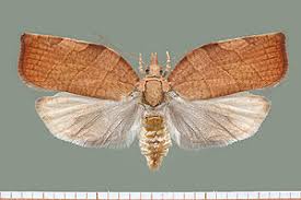 Attēlu rezultāti vaicājumam “Pandemis corylana”