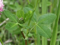 Attēlu rezultāti vaicājumam “Trifolium hybridum flower”