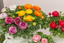 Attēlu rezultāti vaicājumam “Ranunculus mendax flower”