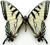 Image result for Papilionoidea